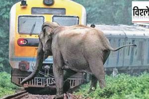 Wildlife Deaths On railway tracks,