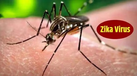 pune has the highest number of Zika virus patients in the Maharashtra state Pune news