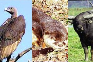 Water cat vulture buffalo breeding center in Maharashtra state