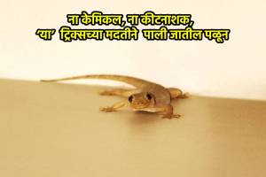 Kitchen Jugaad 6 easy ways to keep lizards out of your kitchen home in marathi