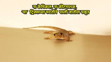 Kitchen Jugaad 6 easy ways to keep lizards out of your kitchen home in marathi