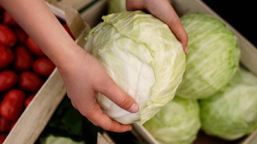 Cabbage Leaves leaves on for about two hours or even overnight for better result