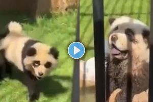 Chinese zoo admits their pandas are actually painted dogs after video goes viral