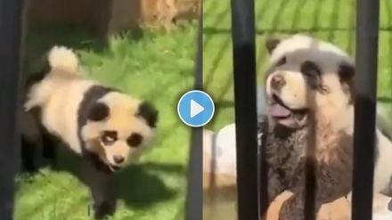 Chinese zoo admits their pandas are actually painted dogs after video goes viral