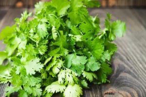 Coriander price on peak 170 rs in the wholesale market