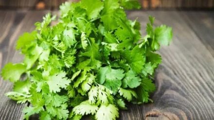 Coriander price on peak 170 rs in the wholesale market