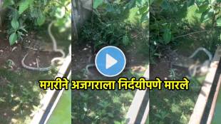 Crocodile And Python Fight video