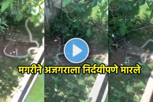 Crocodile And Python Fight video