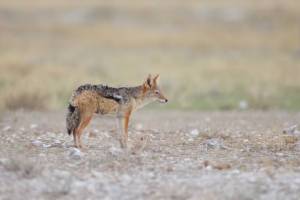 Golden Jackal