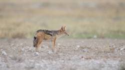 Golden Jackal : विक्रोळीत वन्यप्राणी मानवी वस्तीत! लांडगा की सोनेरी कोल्हा? वन अधिकाऱ्यांनी केलं स्पष्ट