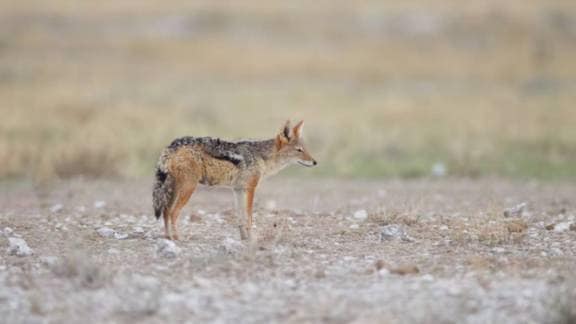 Golden Jackal