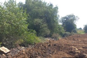 Crime against land mafias who filled the Kandal forest along Devichapada Bay in Dombivli