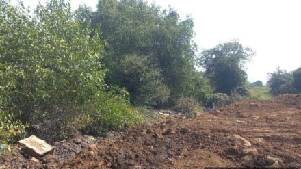 Crime against land mafias who filled the Kandal forest along Devichapada Bay in Dombivli