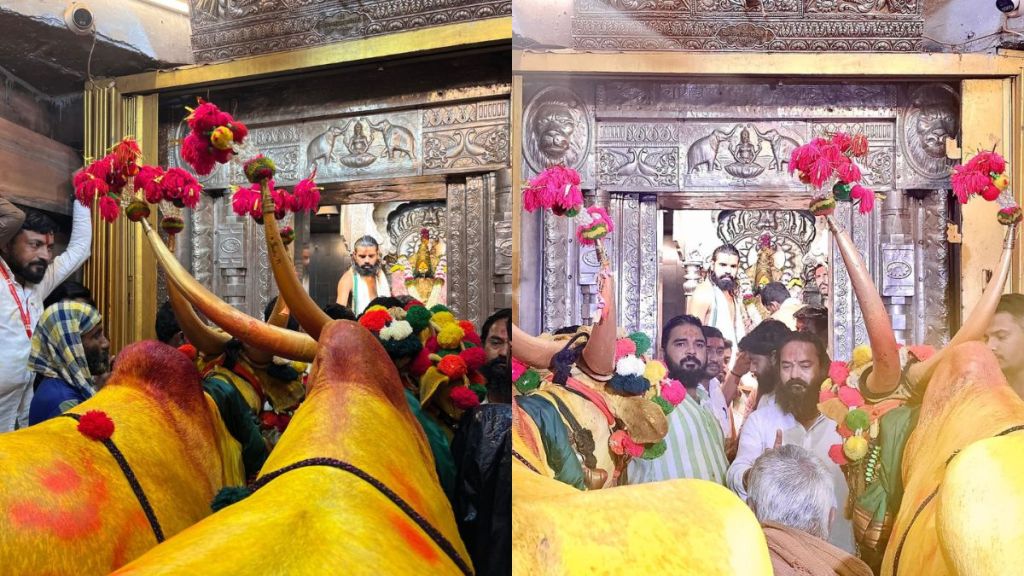 Bail Pola festival in full swing at Kulaswamini Tuljabhavani Temple