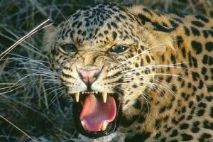 Leopard rampage in Chandrapur city