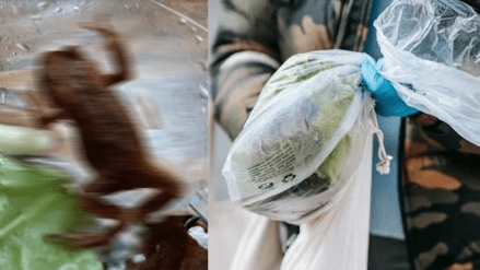 Live toad frog found inside the salad pouch which purchased from supermarket post went viral