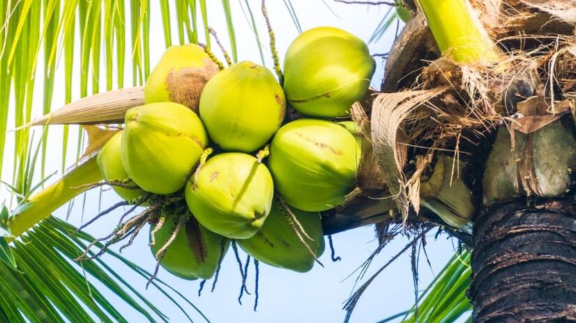 Malai coconut water how to choose coconut with rich cream know how to recognize 