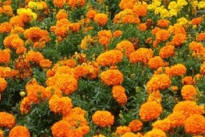 Increase in marigold flower prices during Ganeshotsav 2024