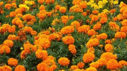 Increase in marigold flower prices during Ganeshotsav 2024