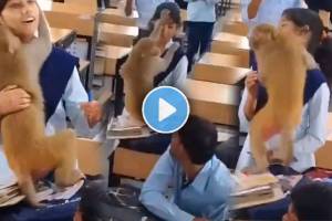 monkey entered in a classroom and hugged student video viral