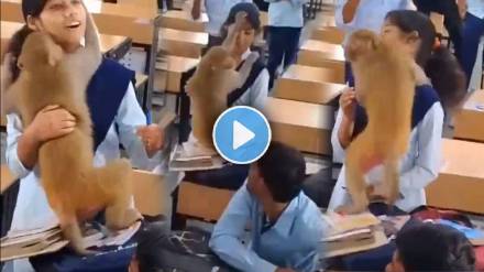 monkey entered in a classroom and hugged student video viral