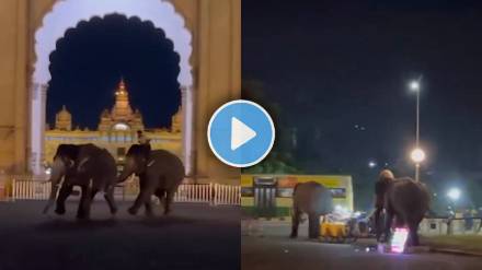 Mysuru Palace Elephants Clash Video