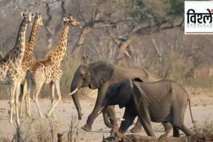 Namibia killing wild animals