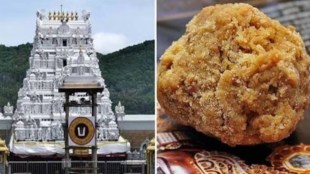 tirupati temple animal fat in laddoos row