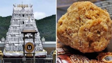 tirupati temple animal fat in laddoos row