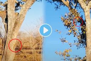 You won't believe how a squirrel outsmarted a leopard in this video from Africa