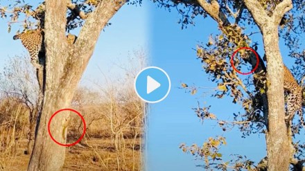 You won't believe how a squirrel outsmarted a leopard in this video from Africa