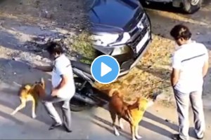 Shocking video Stray Dog Suddenly Bites Man After He Pets It For A Minute, Dramatic Video