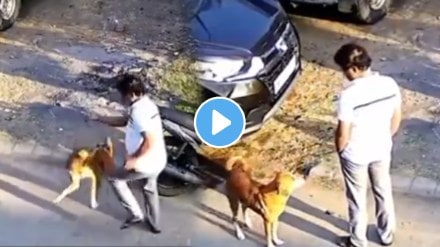 Shocking video Stray Dog Suddenly Bites Man After He Pets It For A Minute, Dramatic Video