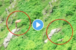 Shocking video young woman went to the mountain to make the reel and slipped and fell down