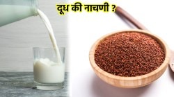 Milk Vs. Ragi: दूध की नाचणी? कॅल्शियमचे प्रमाण जास्त कशात आहे? पोषणतज्ज्ञांनी दिलं उत्तर