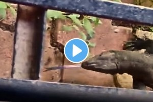 Mumbai Rains: Scary Video Showing Huge Monitor Lizard Casually Crawling In Goregaon East