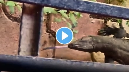 Mumbai Rains: Scary Video Showing Huge Monitor Lizard Casually Crawling In Goregaon East