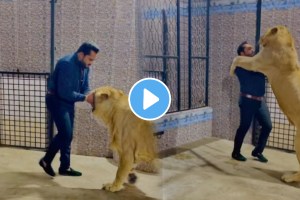 Shockimg video Pakistani man hugged a pet lioness video goes viral