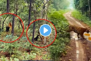 Shocking video Mother Bear Fights With A Tiger To Save Her Baby Animal Video