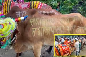 Pola festival Yavatmal, Pola farmers Yavatmal,