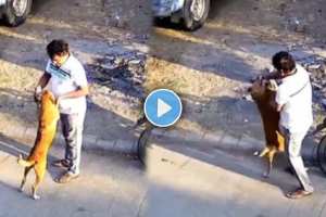 A man was attacked by a street dog