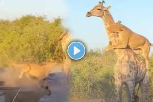 Alone giraffe's dilemma from a herd of lions