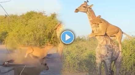 Alone giraffe's dilemma from a herd of lions