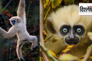 gibbon monkey dance marathi news