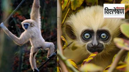 gibbon monkey dance marathi news