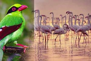 Bird Sanctuary Tourism marathi news