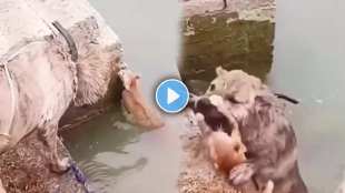 A dog saved the life of a cat that fell into water