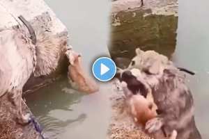 A dog saved the life of a cat that fell into water