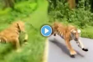 tiger attacked the biker video