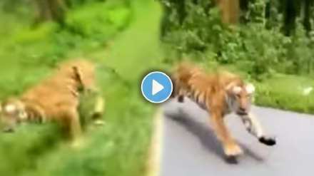 tiger attacked the biker video